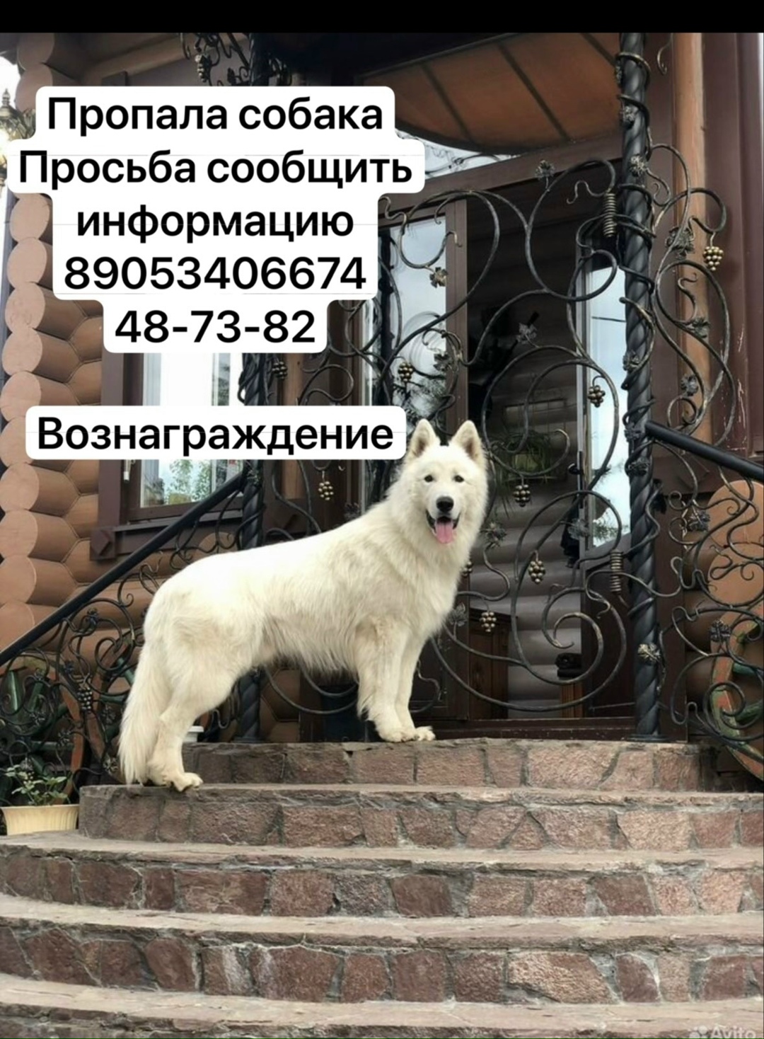 Пропала собака в Чебоксарах — фото объявления