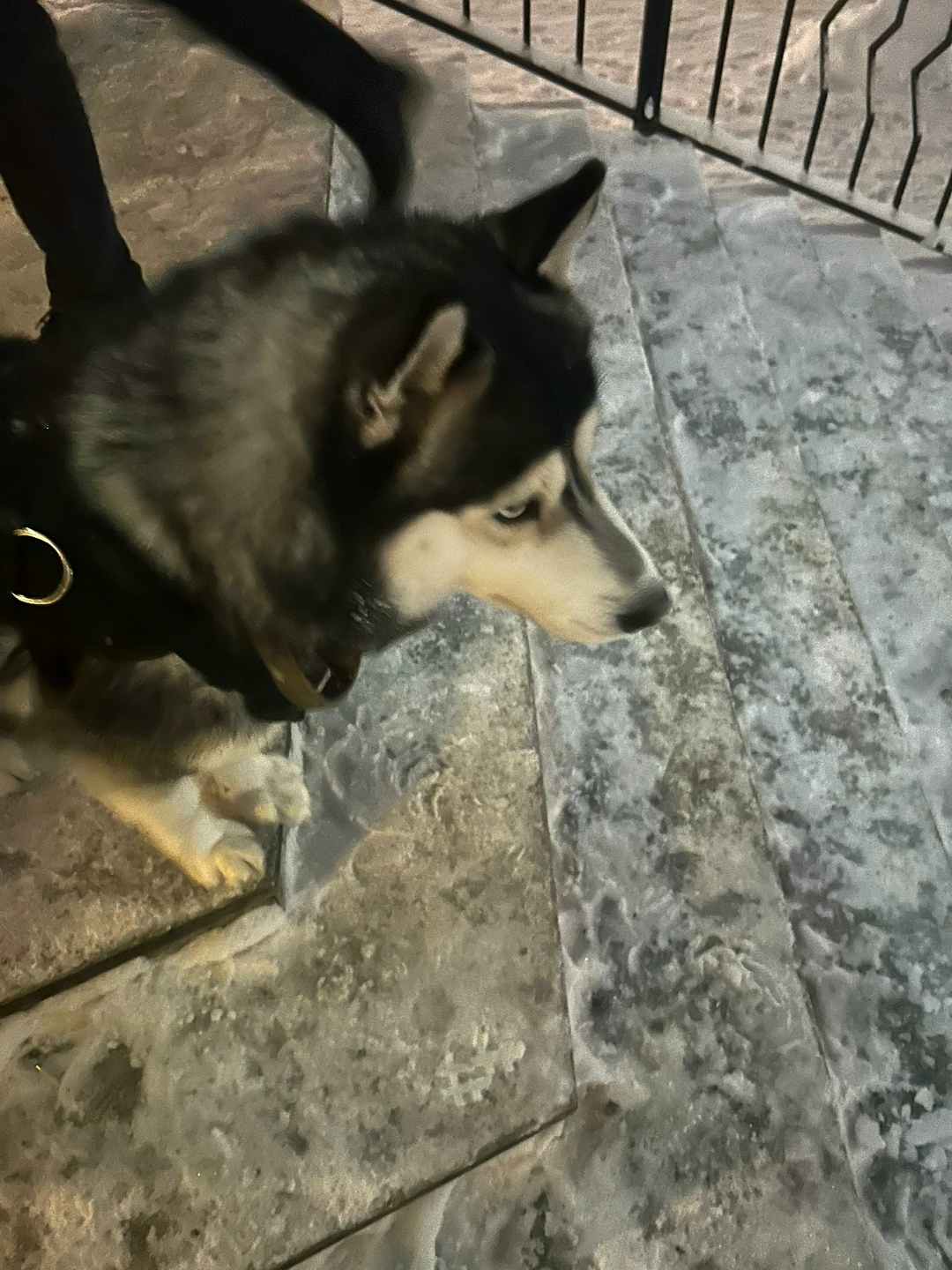 Пропала собака в Чебоксарах — фото объявления