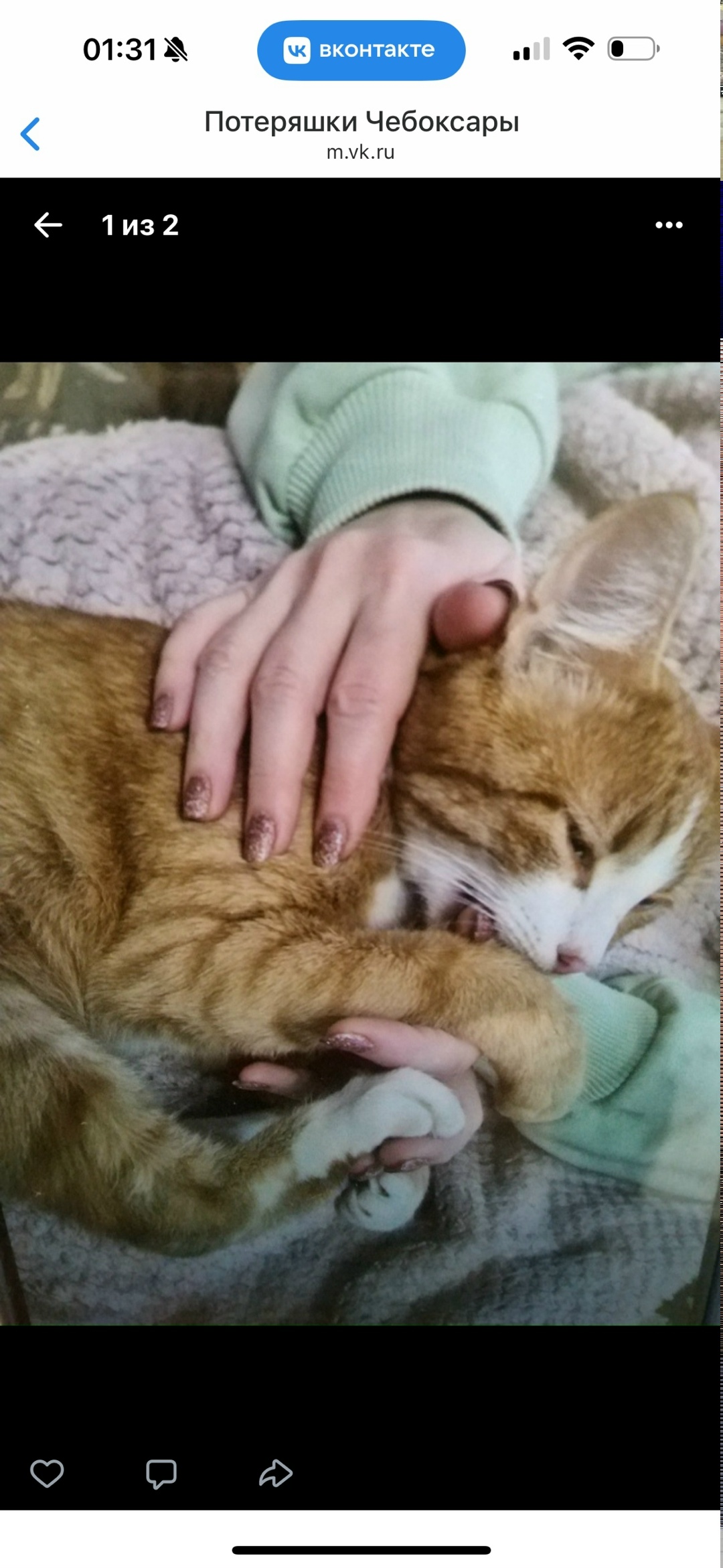 Пропала кошка в Чебоксарах — фото объявления