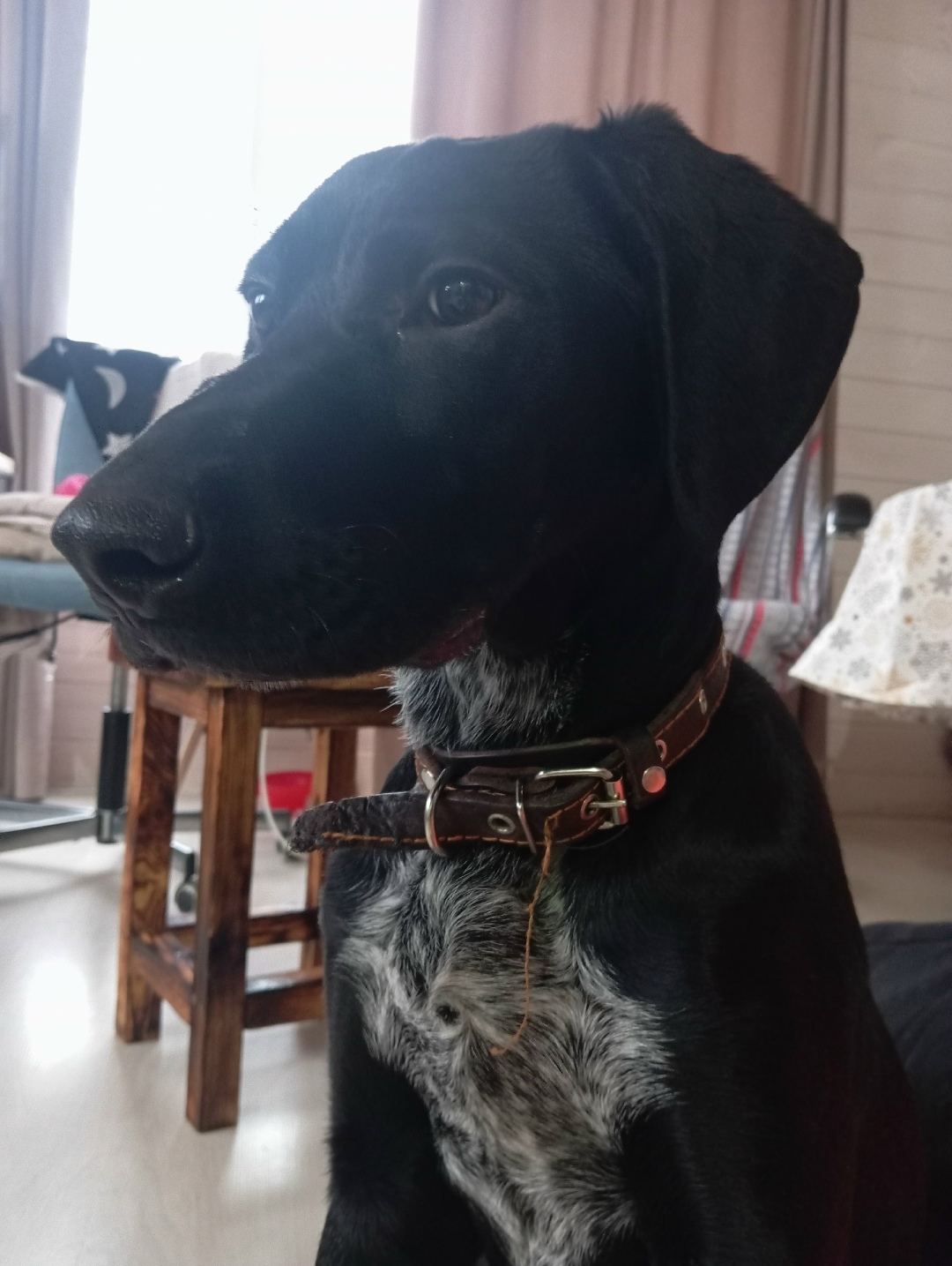 Найдена собака в Чебоксарах — фото объявления