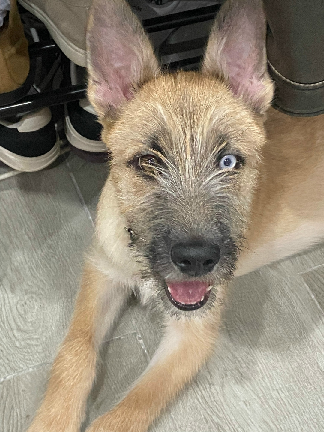 Найдена собака в Чебоксарах — фото объявления