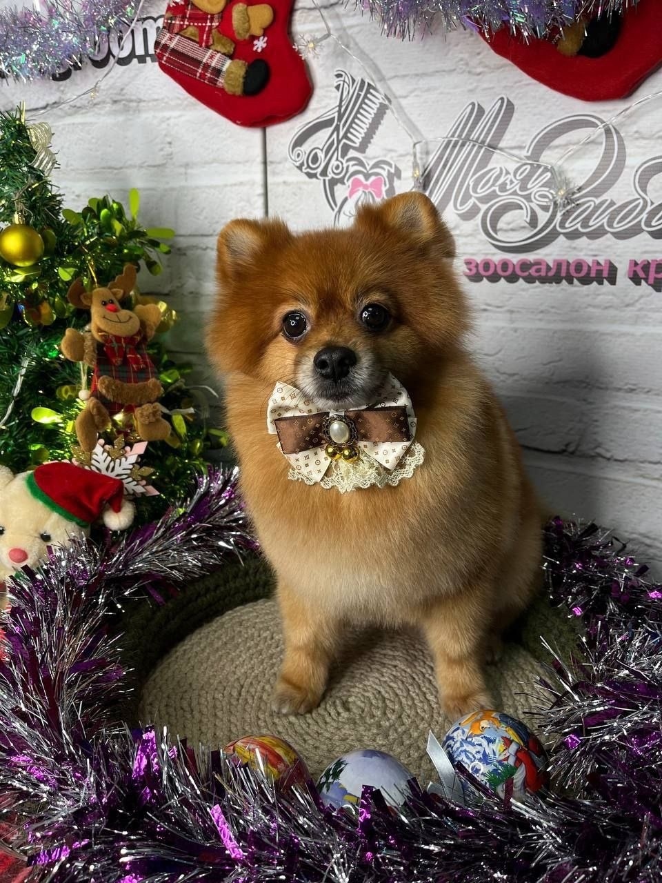 Пропала собака в Чебоксарах — фото объявления