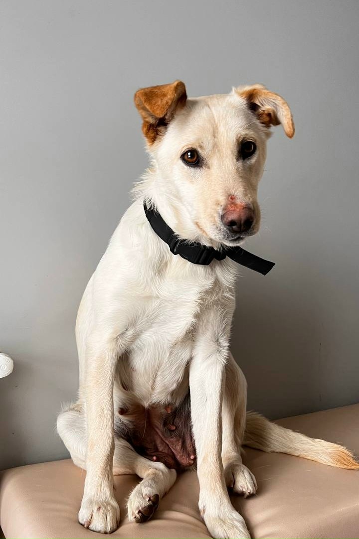 Найдена собака в Чебоксарах — фото объявления