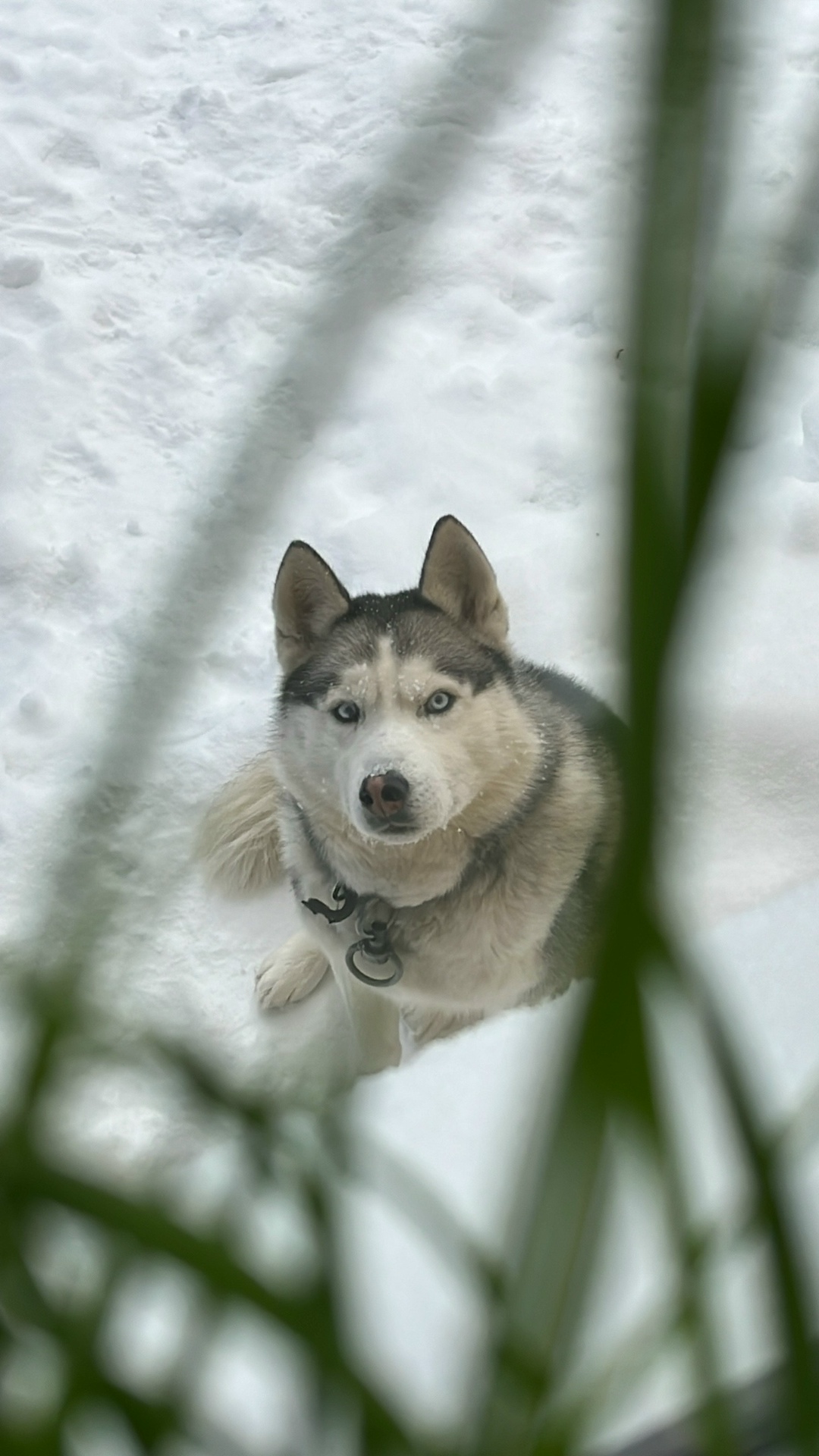 Пропала собака в Чебоксарах — фото объявления