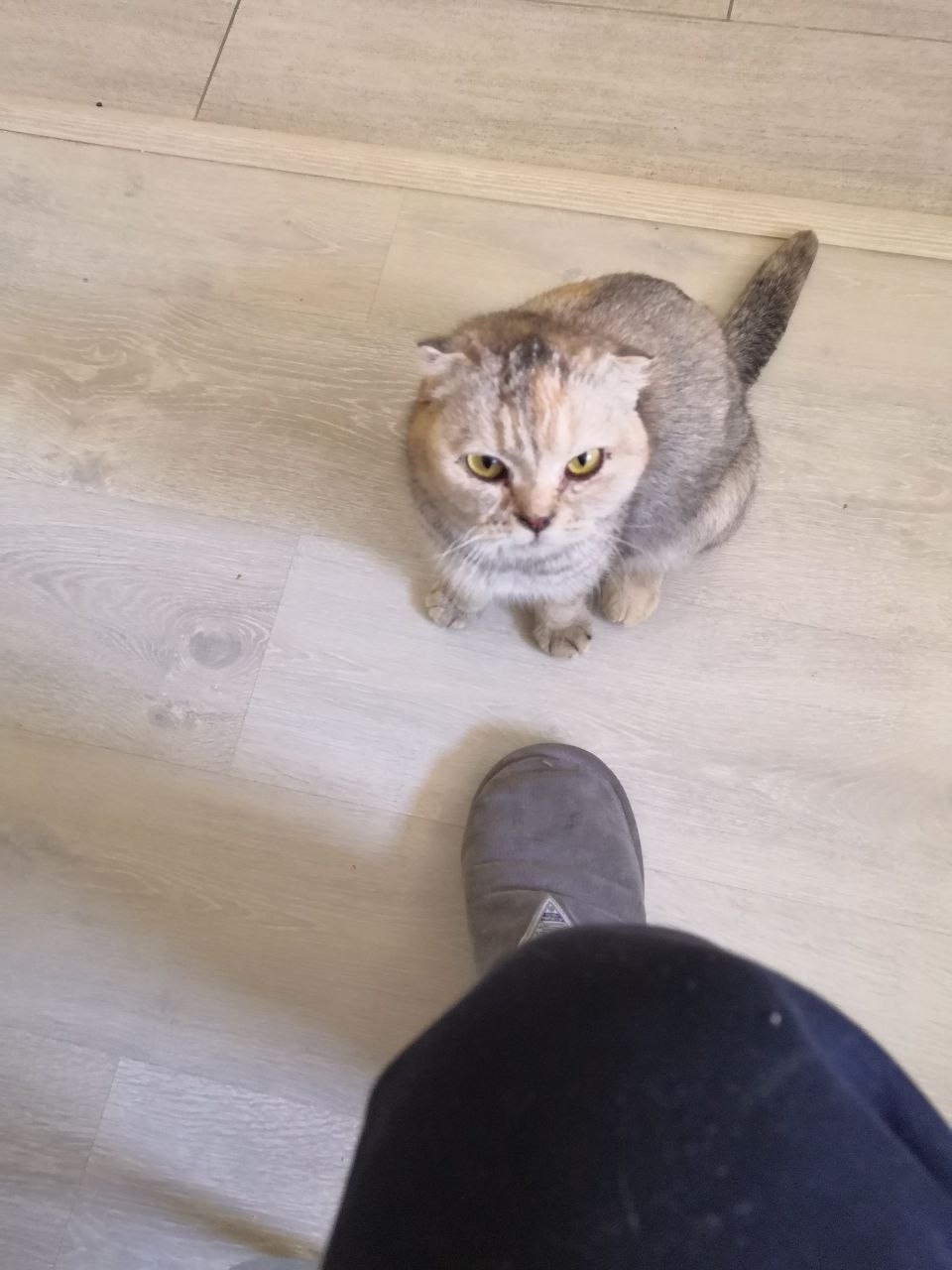 Найдена кошка в Чебоксарах — фото объявления