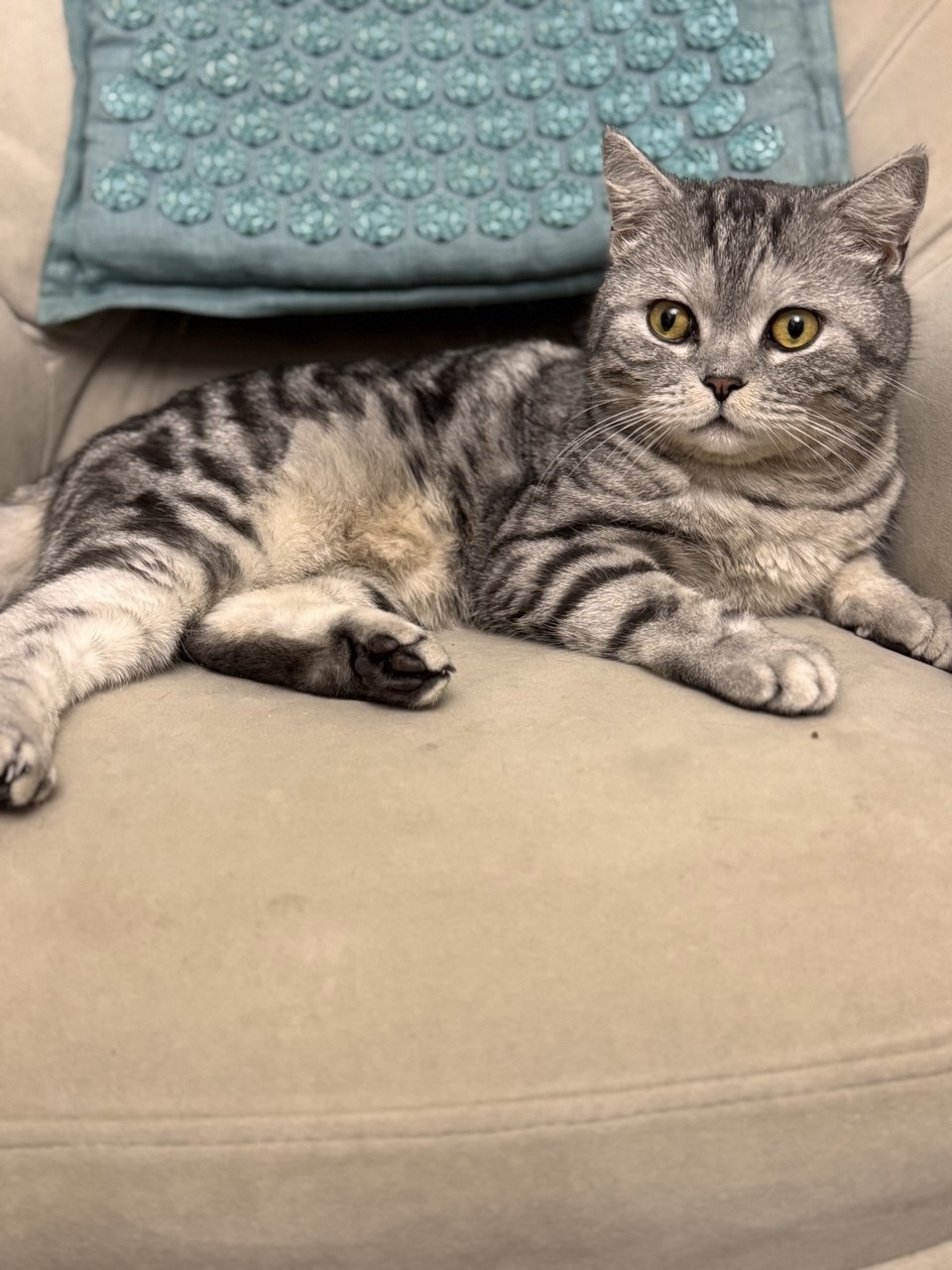 Найдена кошка в Чебоксарах — фото объявления