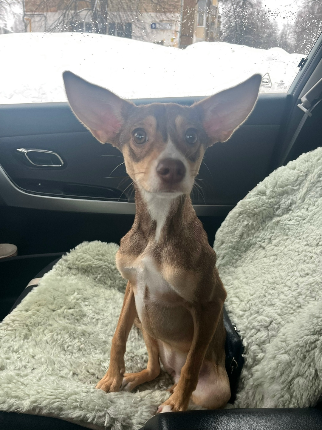 Найдена собака в Чебоксарах — фото объявления