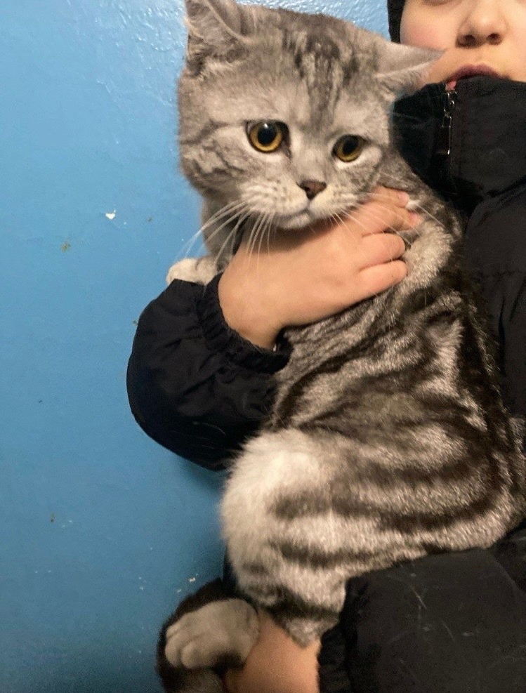 Найдена кошка в Чебоксарах — фото объявления