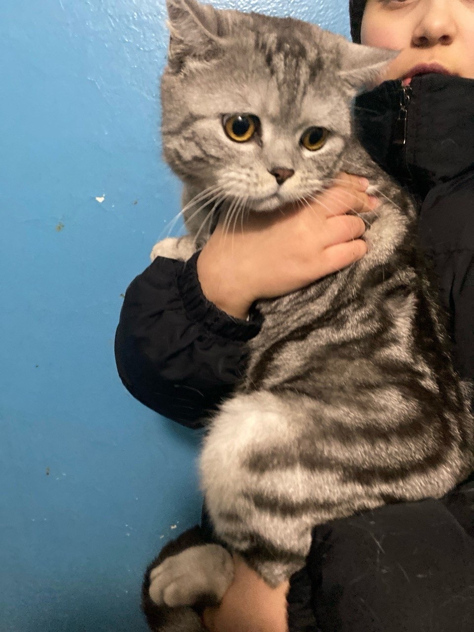 Найдена кошка в Чебоксарах — фото объявления