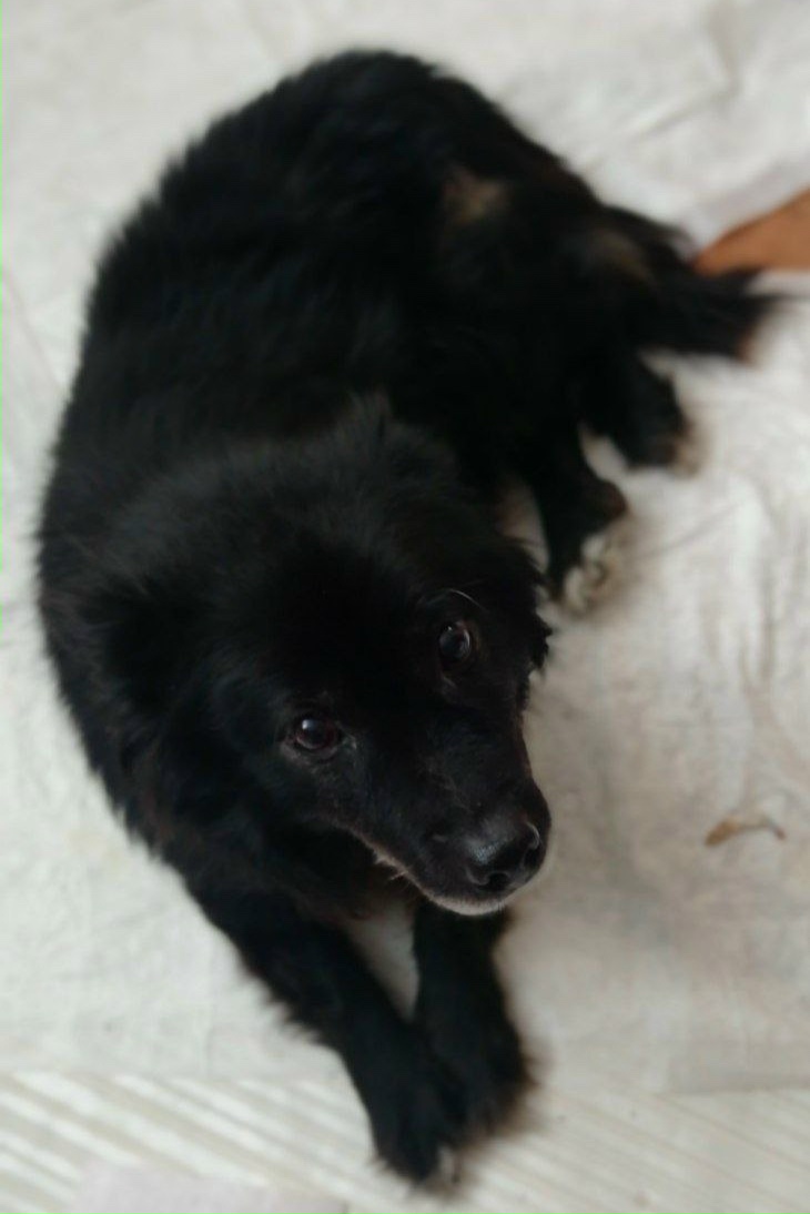 Найдена собака в Чебоксарах — фото объявления