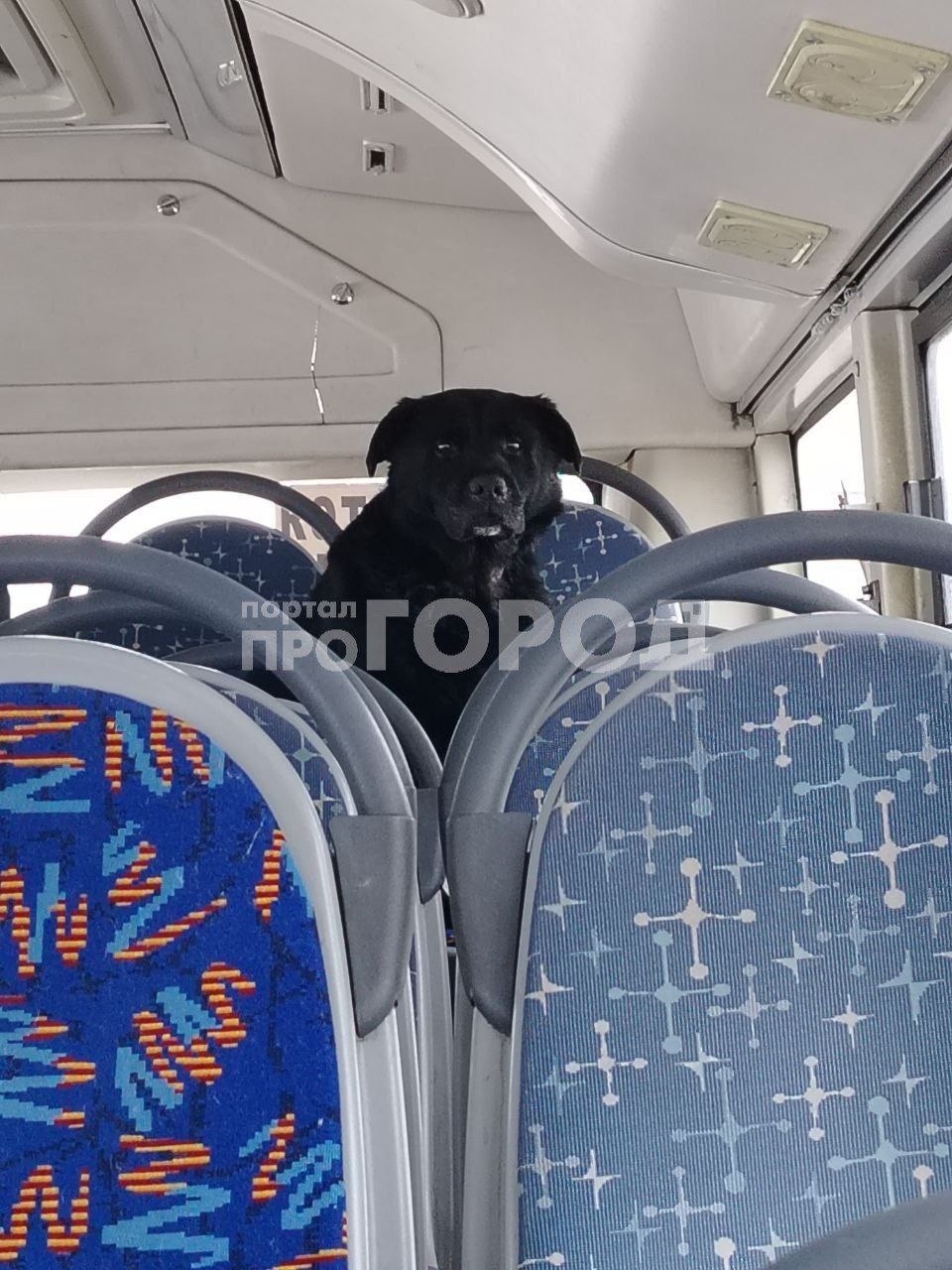 Найдена собака в Чебоксарах — фото объявления