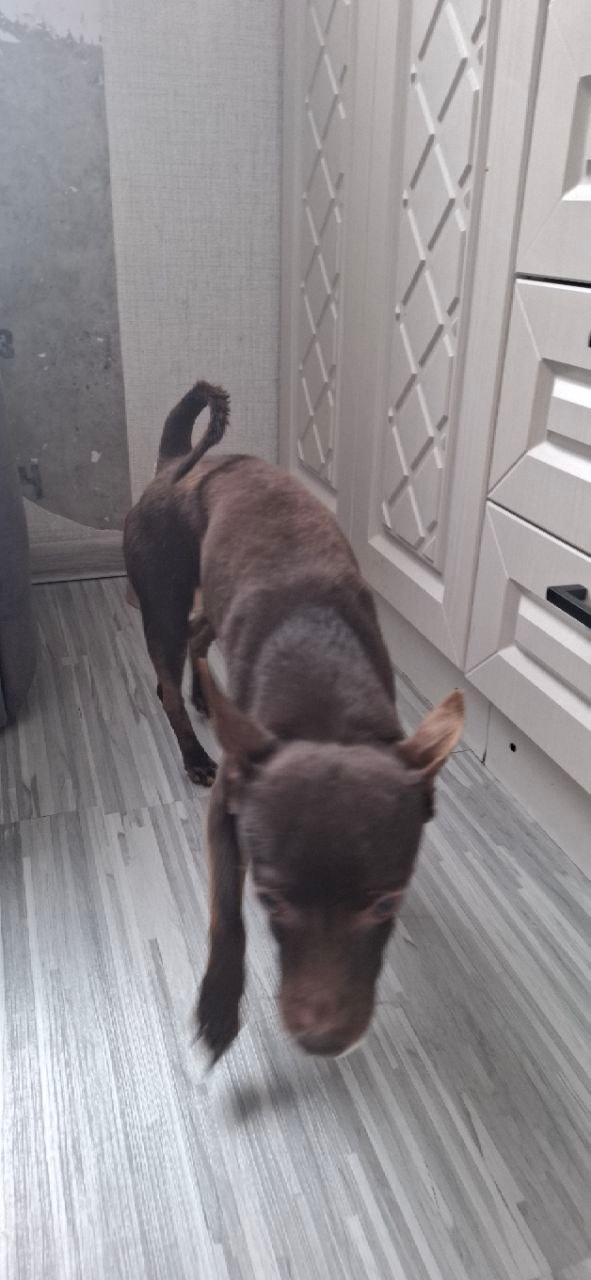 Найдена собака в Чебоксарах — фото объявления