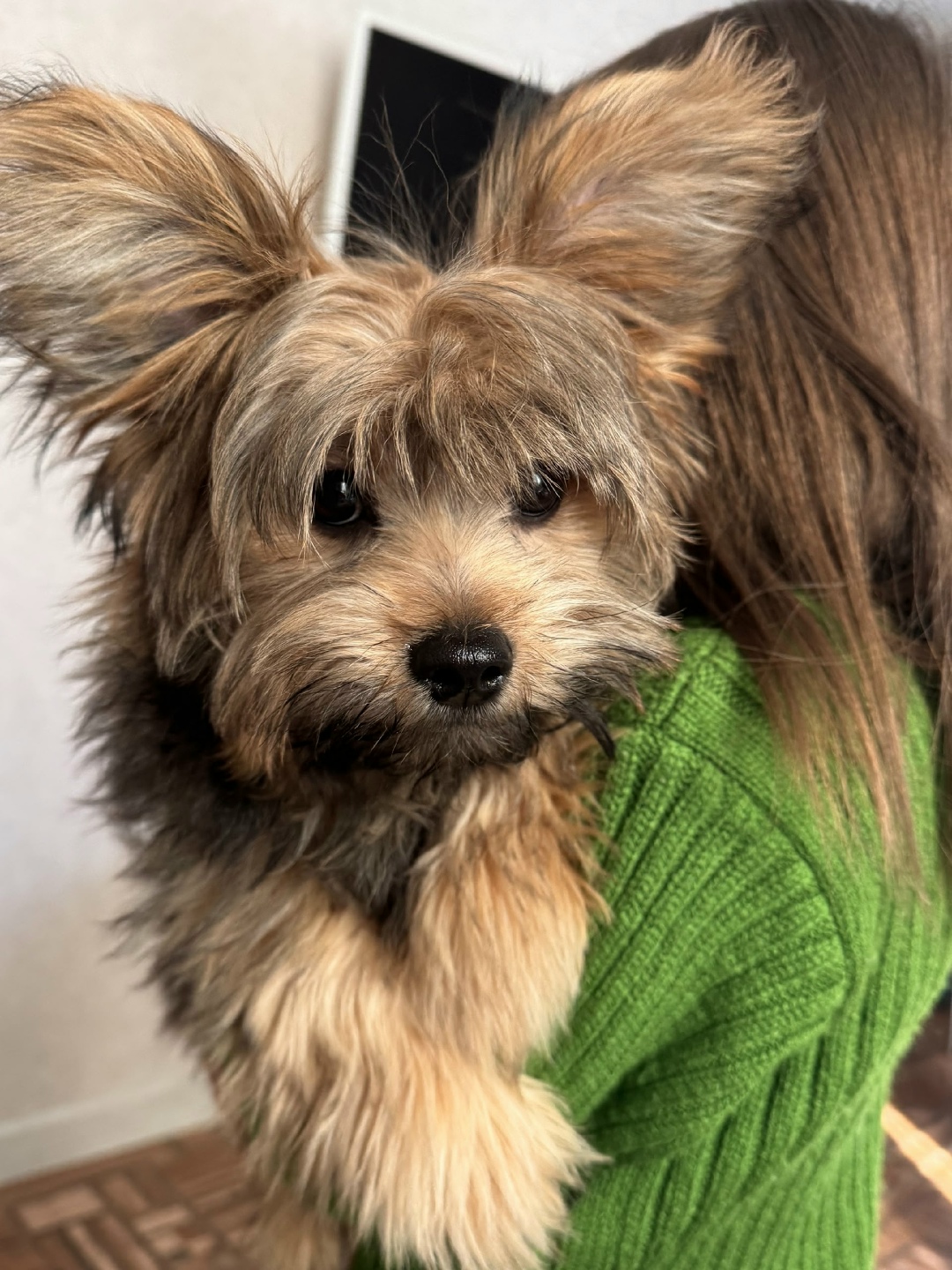 Найдена собака в Чебоксарах — фото объявления