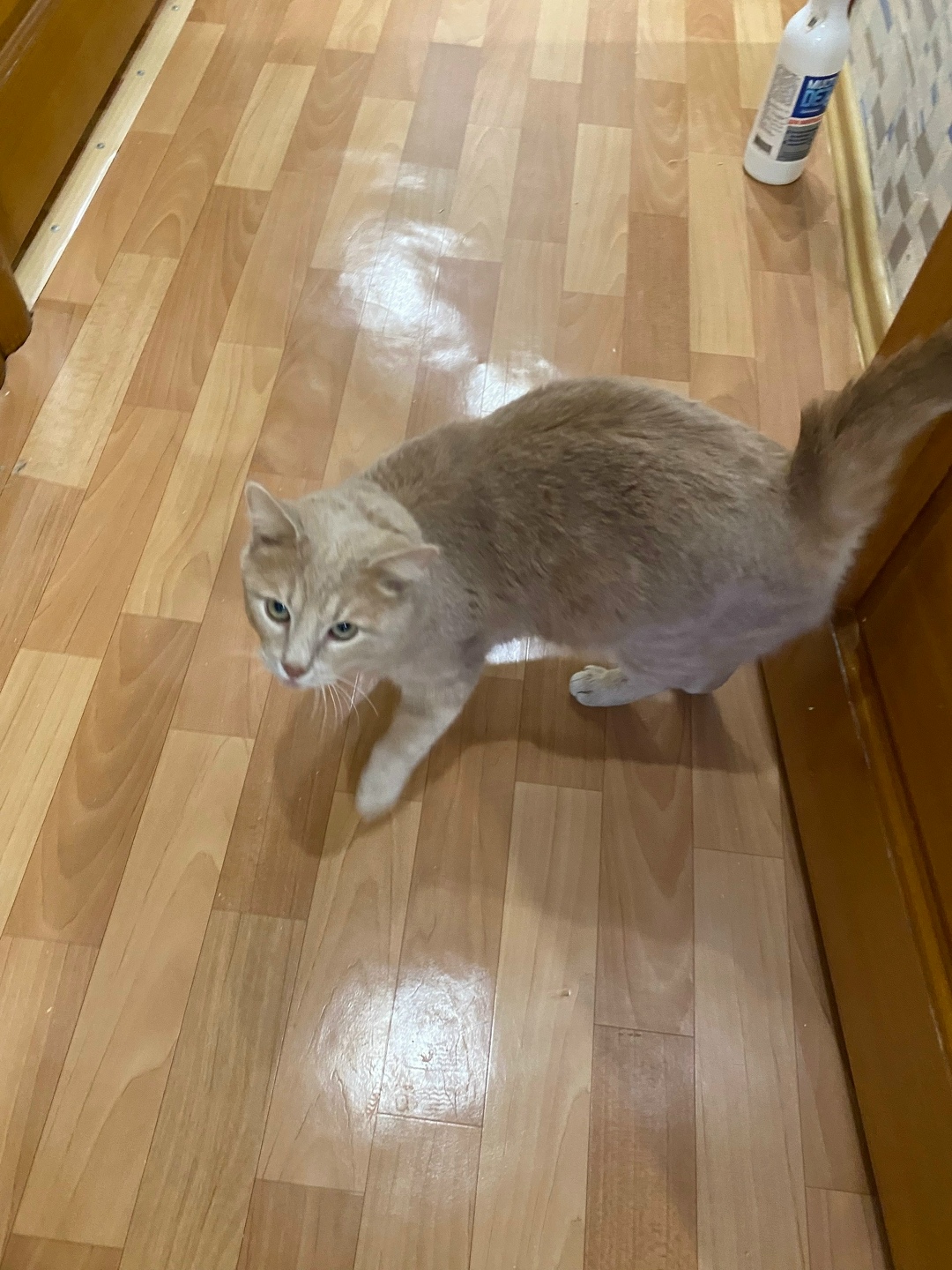 Найдена кошка в Чебоксарах — фото объявления