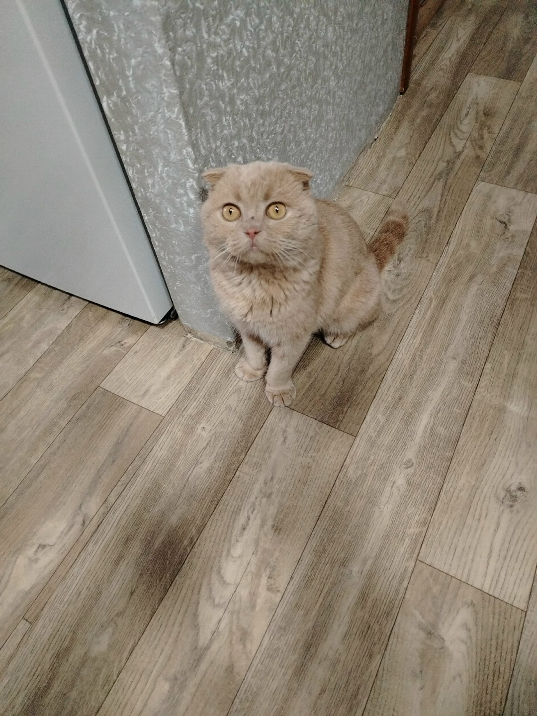 Найдена кошка в Чебоксарах — фото объявления