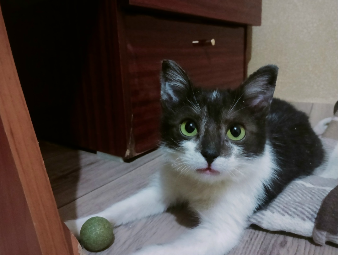 Найдена кошка в Чебоксарах — фото объявления