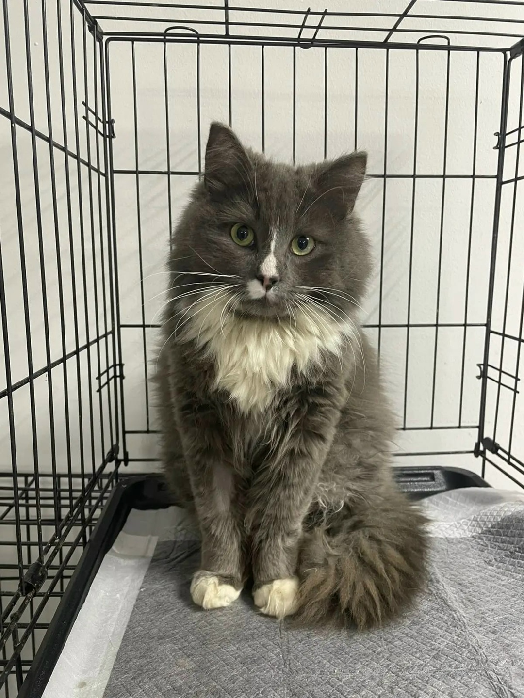 Найдена кошка в Чебоксарах — фото объявления