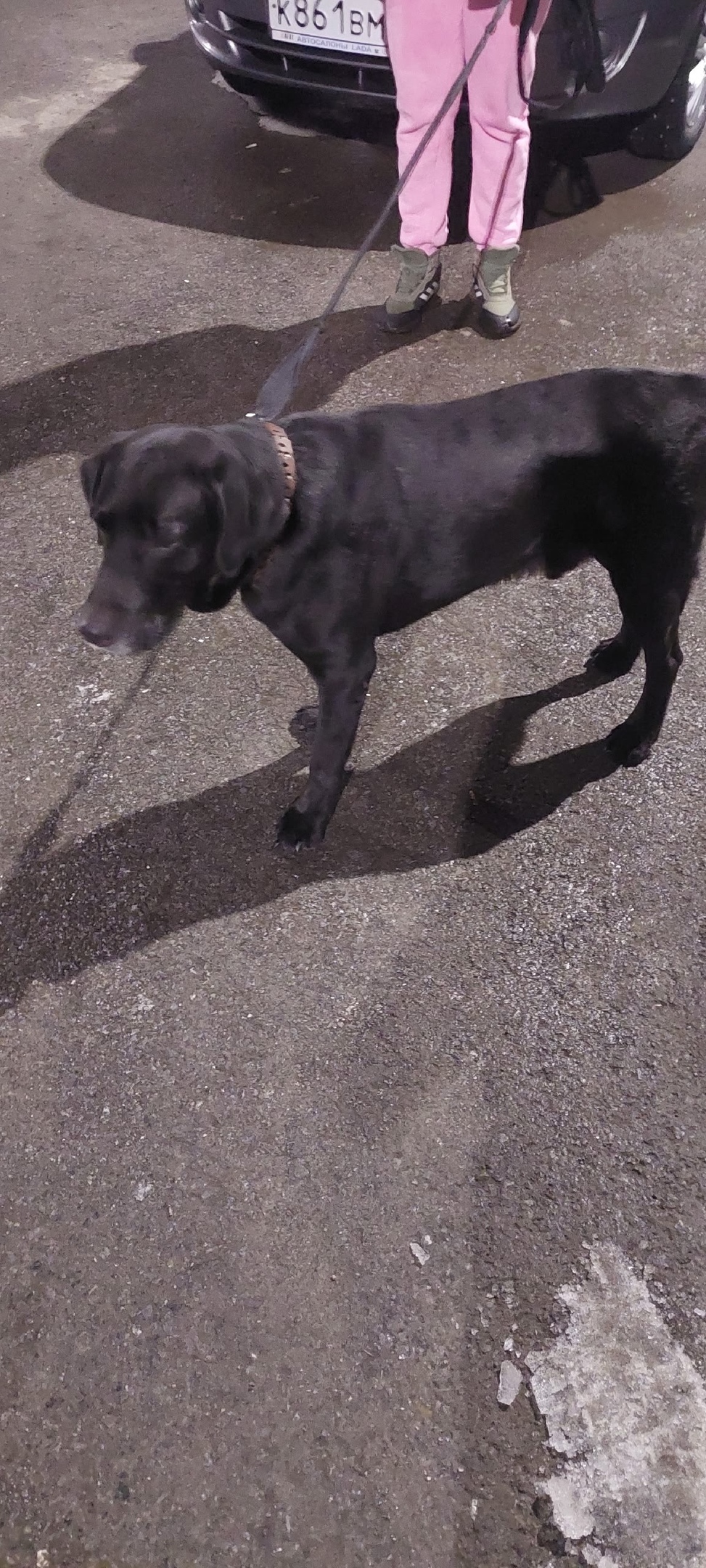 Найдена собака в Чебоксарах — фото объявления