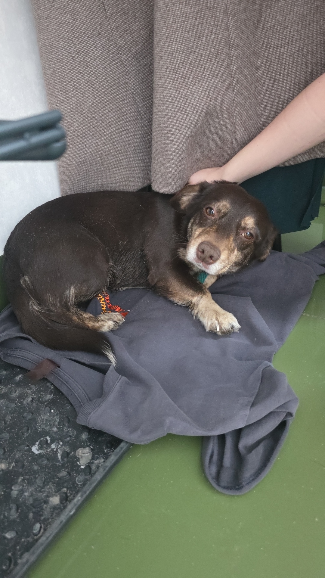 Найдена собака в Чебоксарах — фото объявления