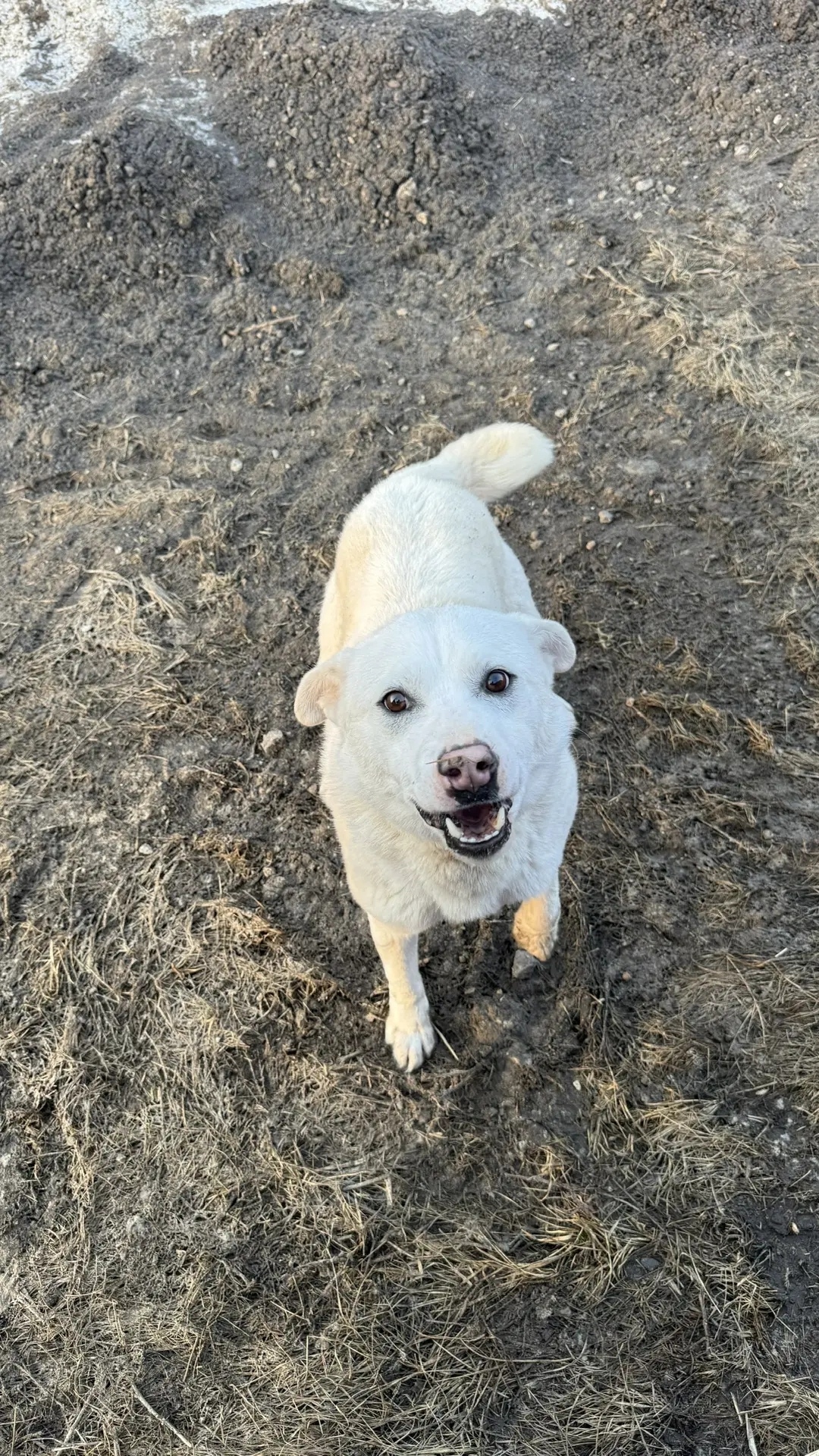 Найдена собака в Чебоксарах — фото объявления