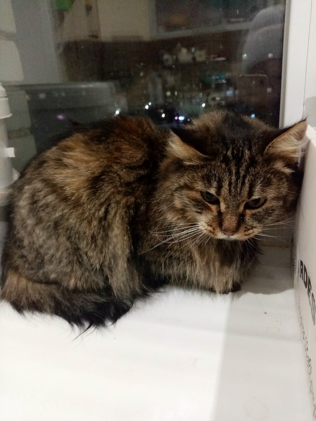 Найдена кошка в Чебоксарах — фото объявления