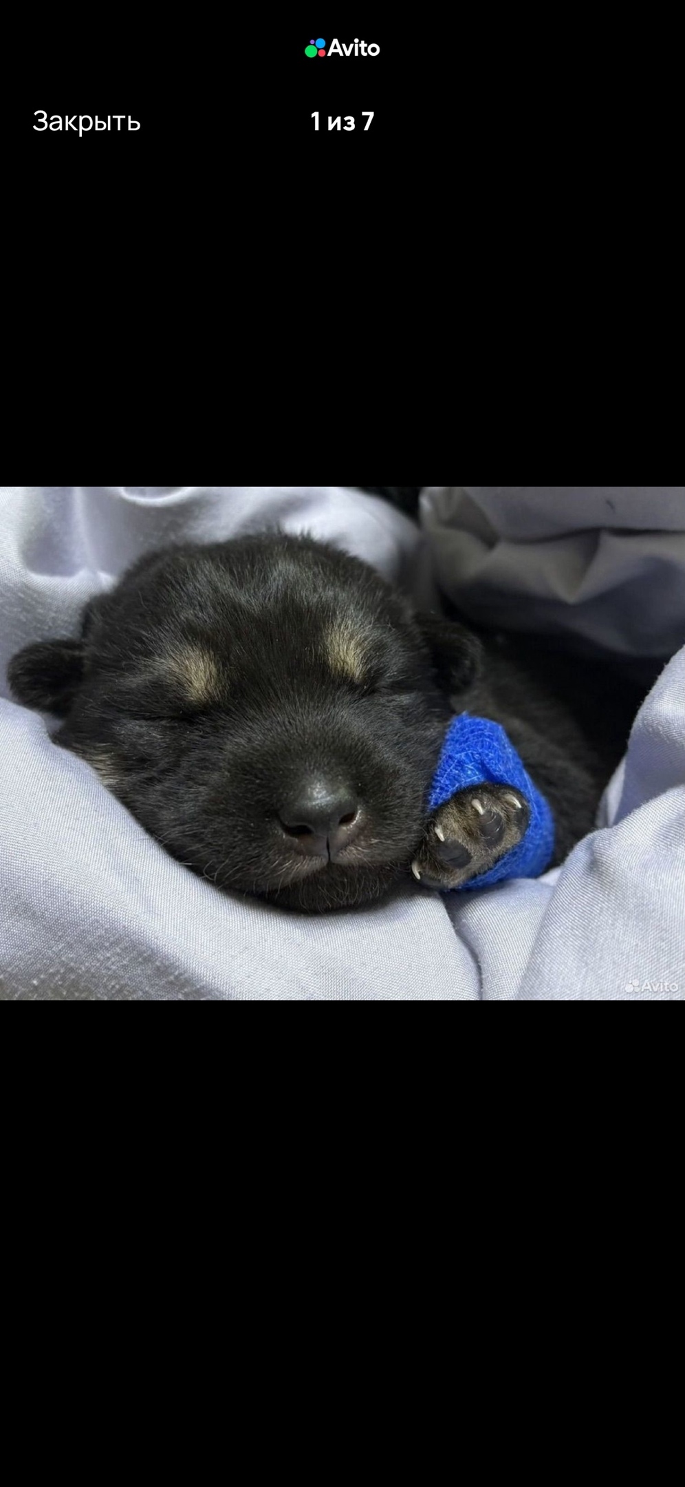 Найдена собака в Чебоксарах — фото объявления