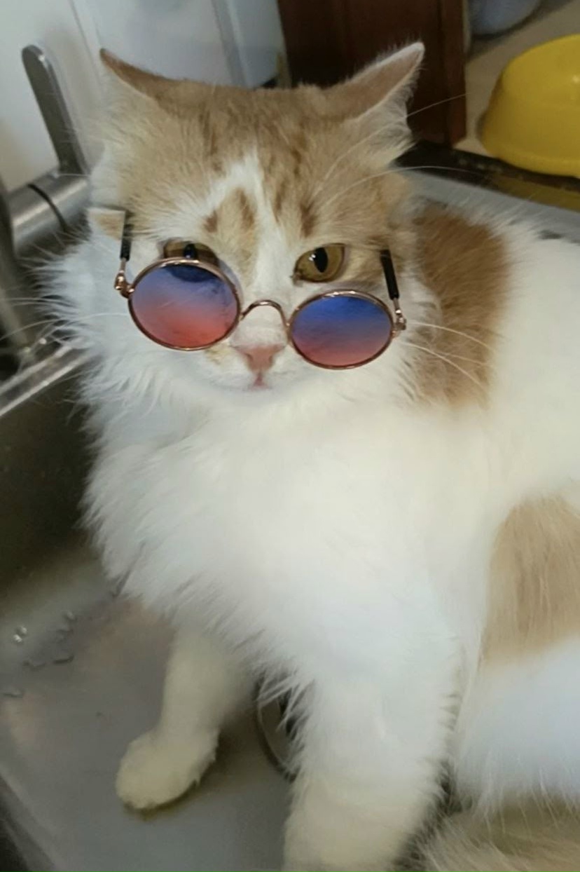 Найдена кошка в Чебоксарах — фото объявления