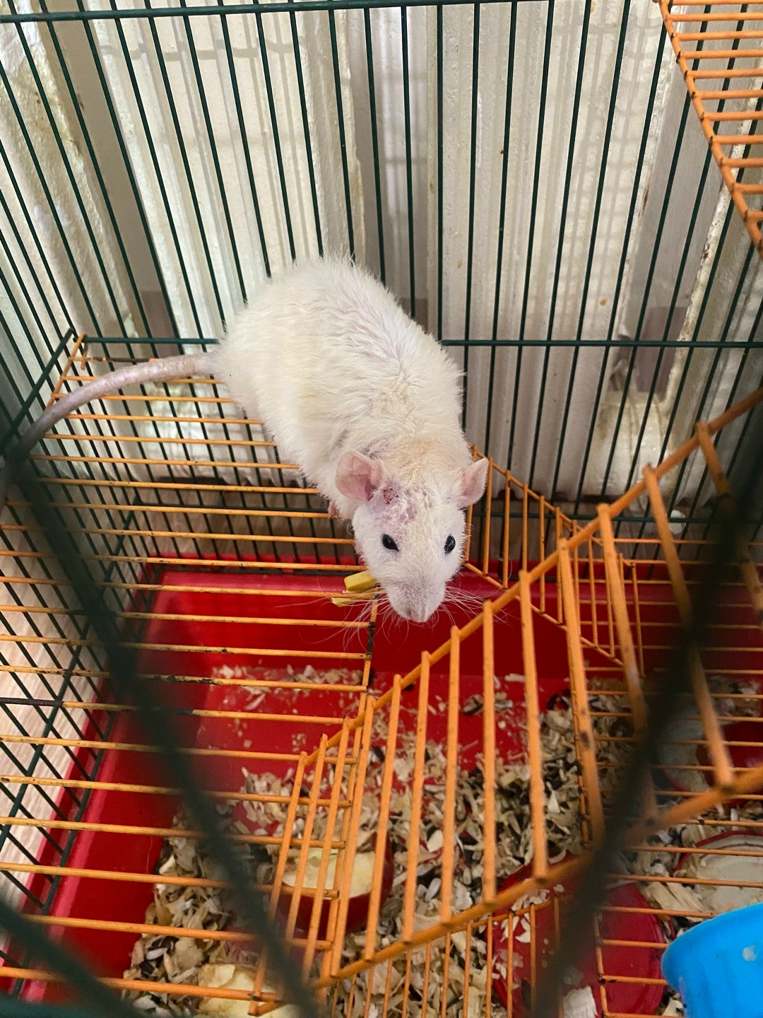 Найдена собака в Чебоксарах — фото объявления