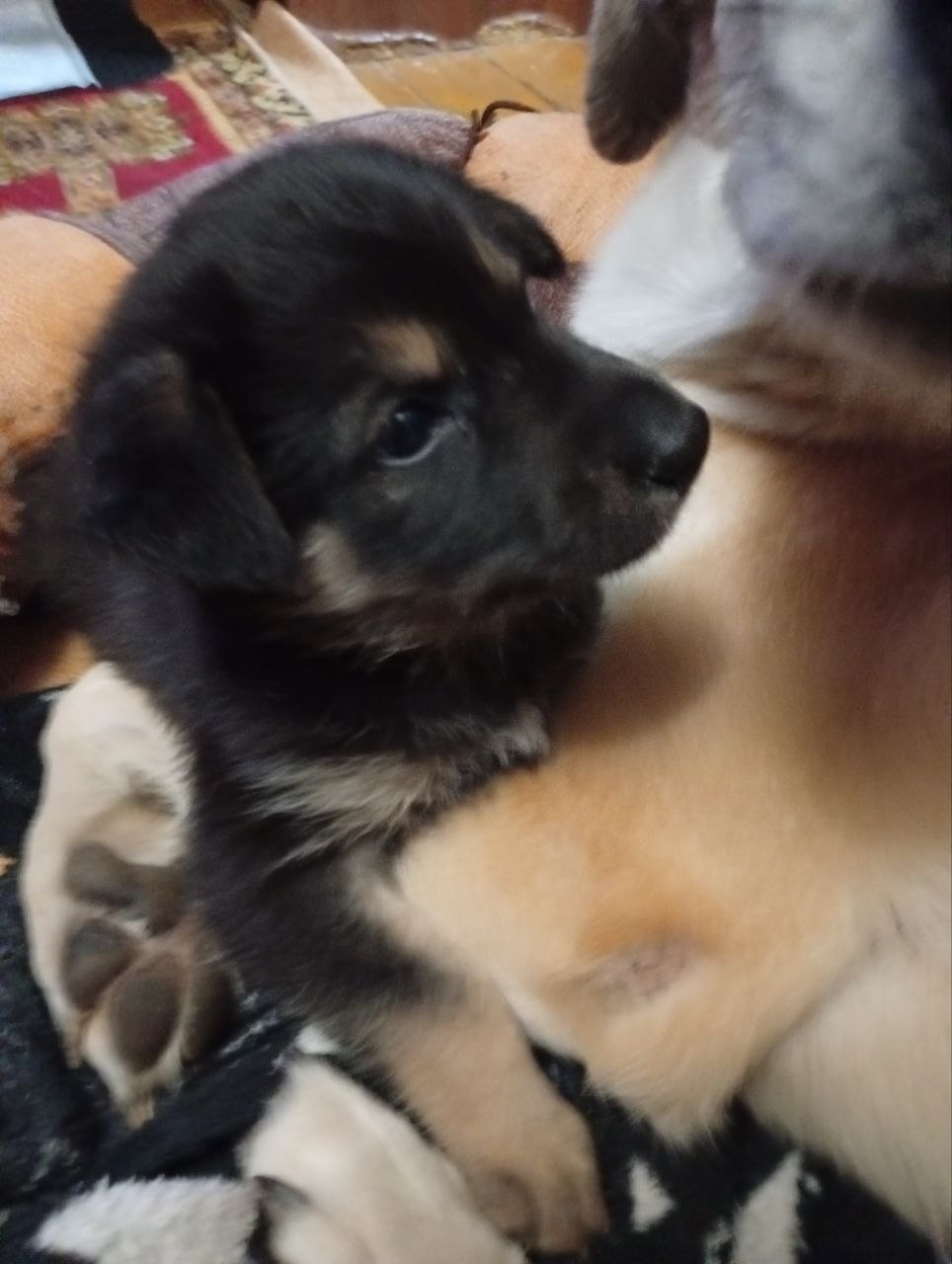 Найдена собака в Чебоксарах — фото объявления