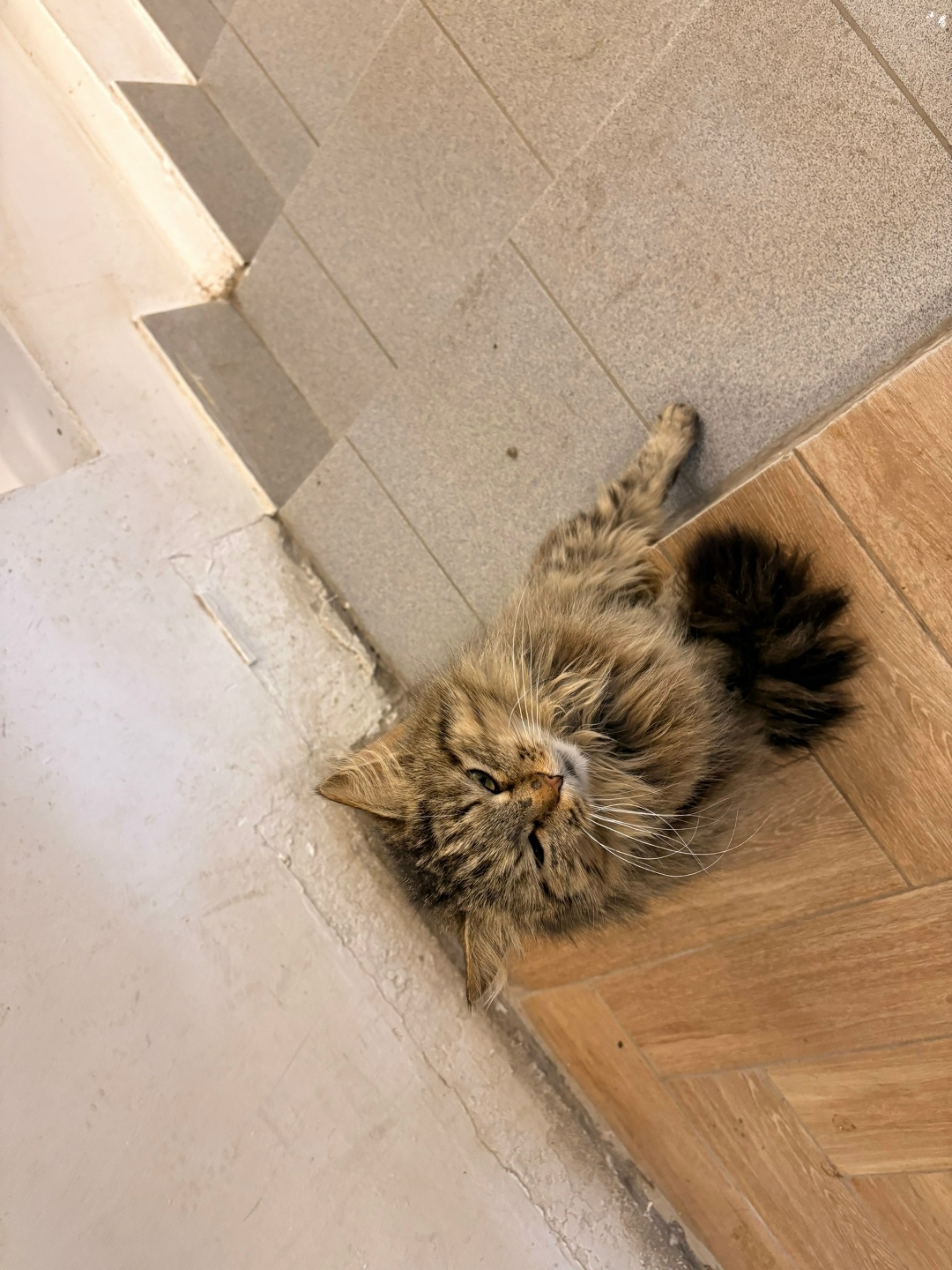 Найдена собака в Чебоксарах — фото объявления