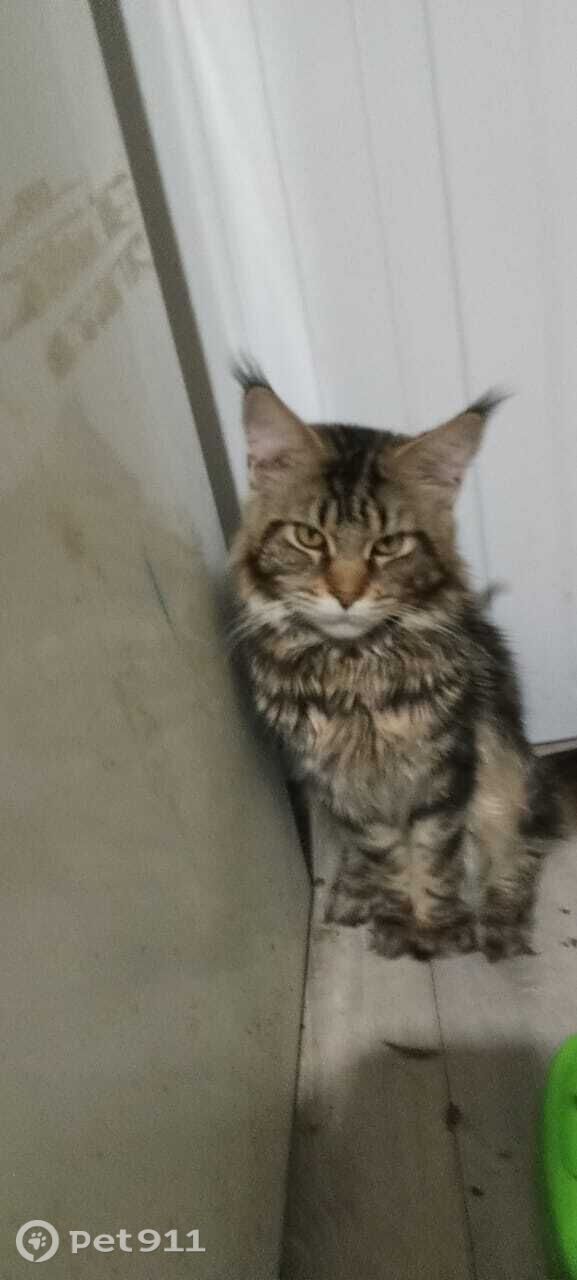 Пропала кошка в Чебоксарах — фото объявления