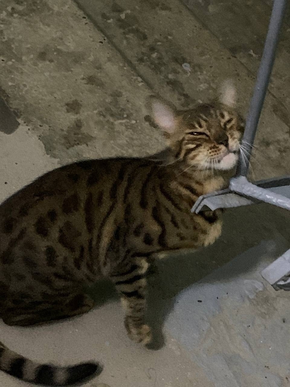 Найдена кошка в Чебоксарах — фото объявления