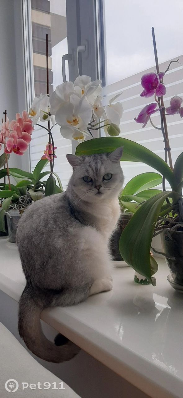 Пропала кошка в Чебоксарах — фото объявления