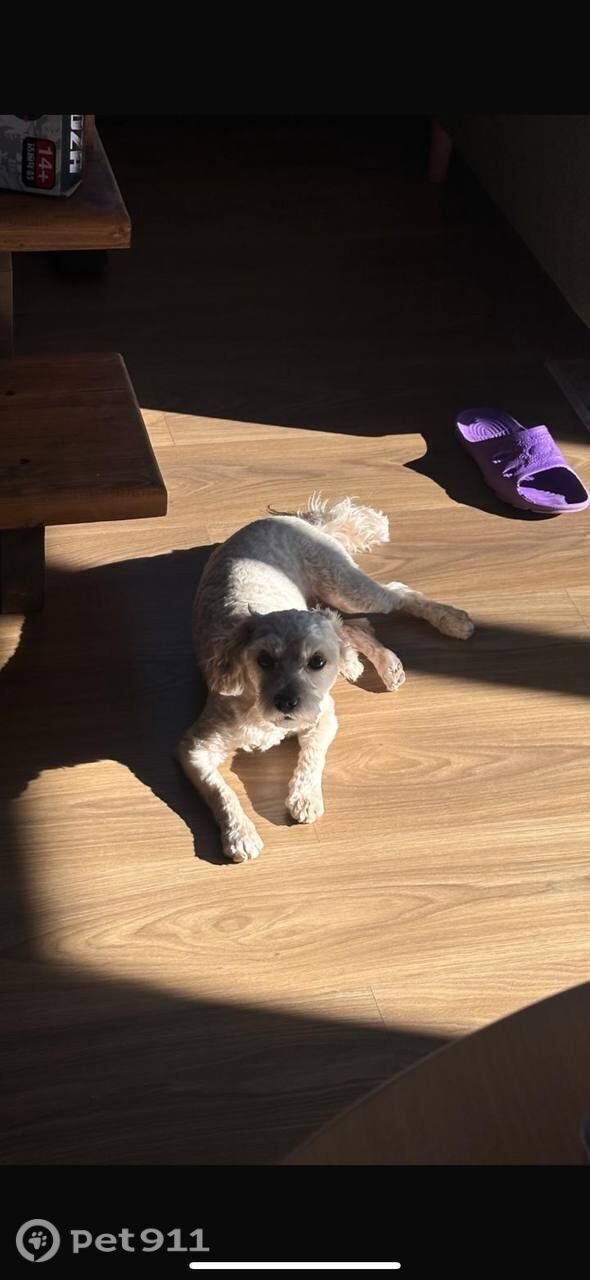 Пропала собака в Чебоксарах — фото объявления