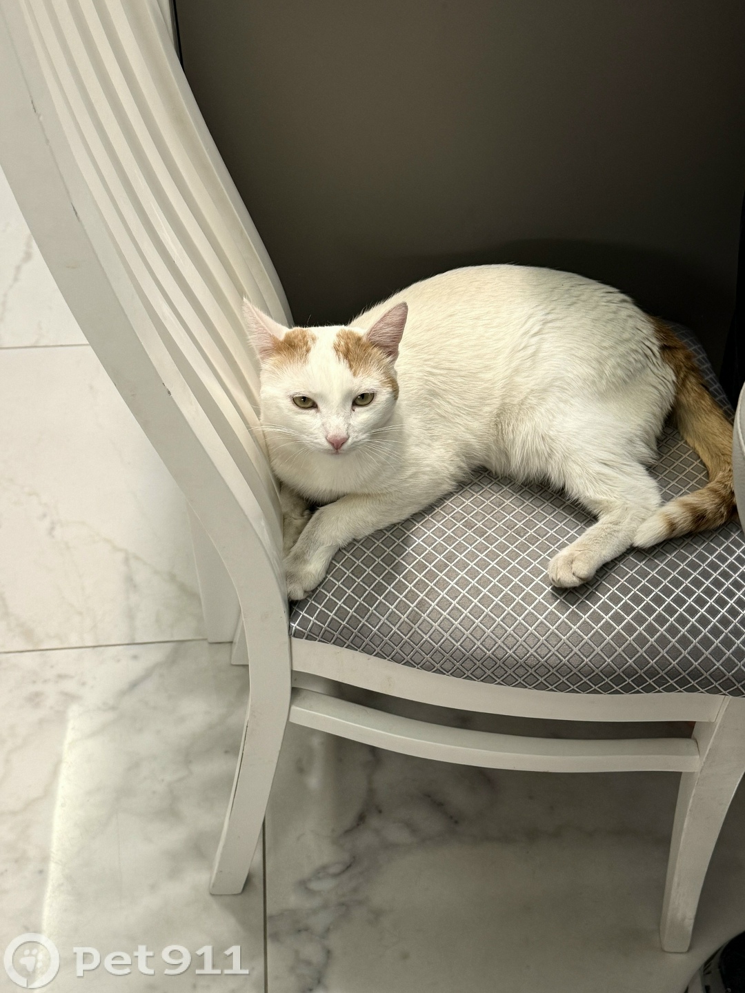 Пропала кошка в Чебоксарах — фото объявления