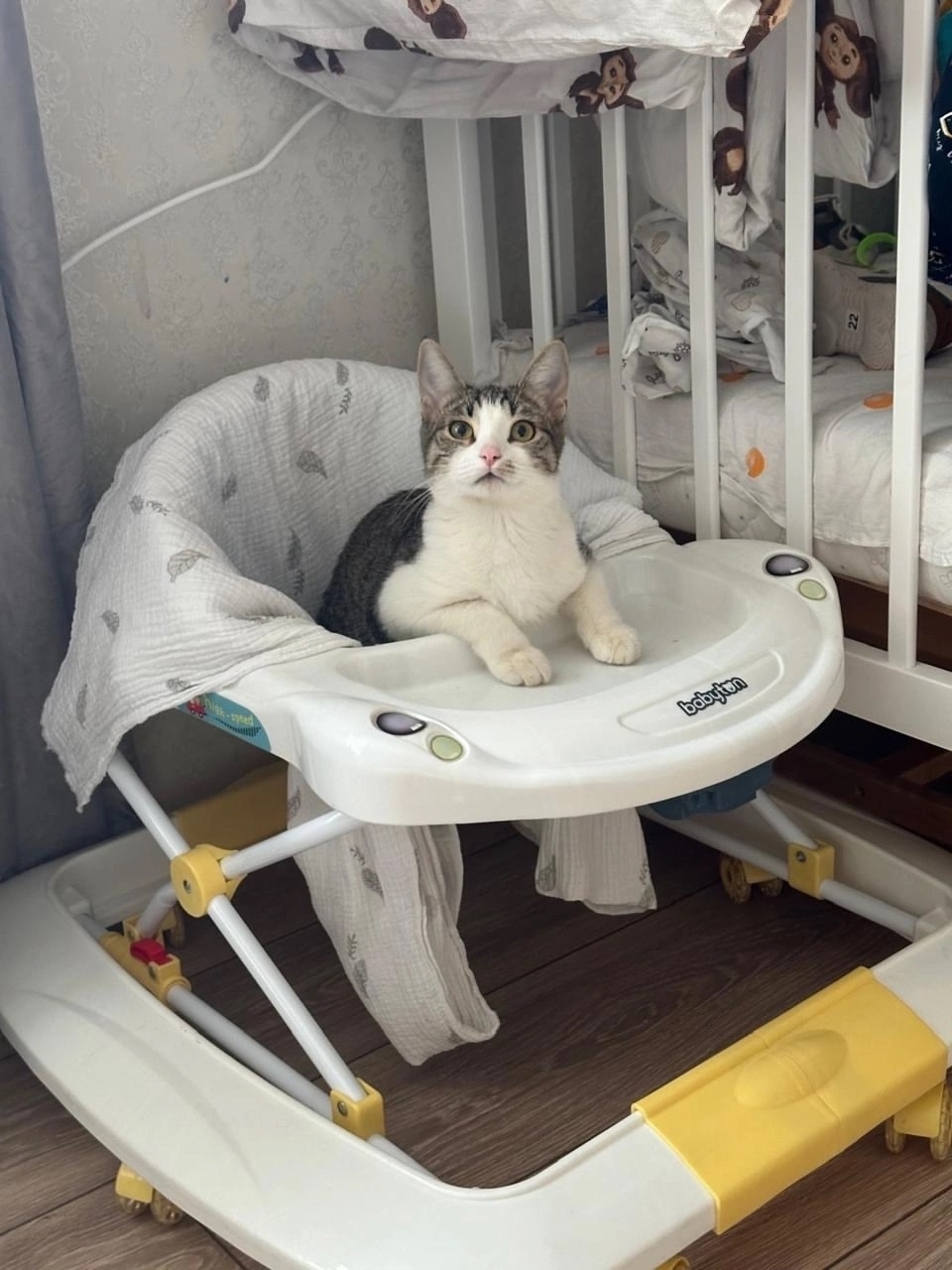 Найдена кошка в Чебоксарах — фото объявления