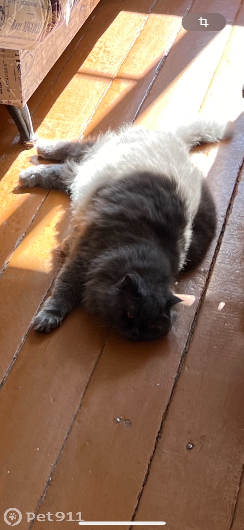 Пропала кошка в Чебоксарах — фото объявления