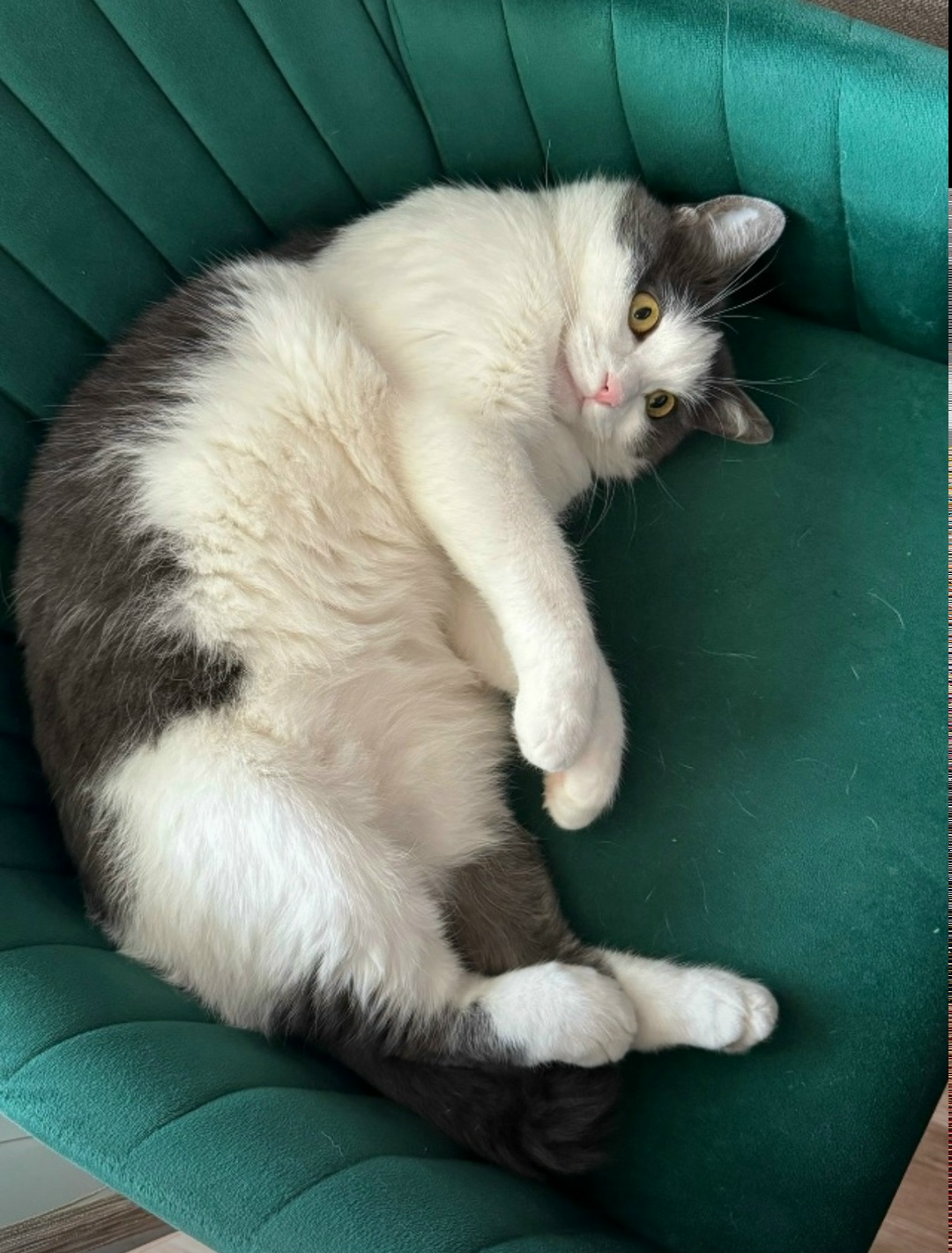 Пропала кошка в Чебоксарах — фото объявления