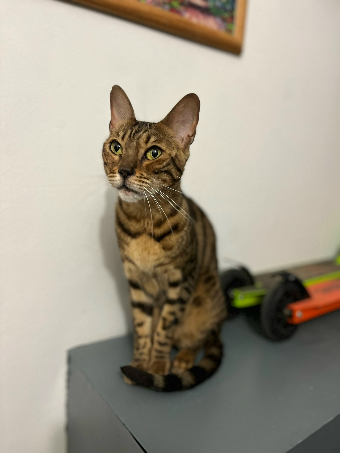 Найдена кошка в Чебоксарах — фото объявления