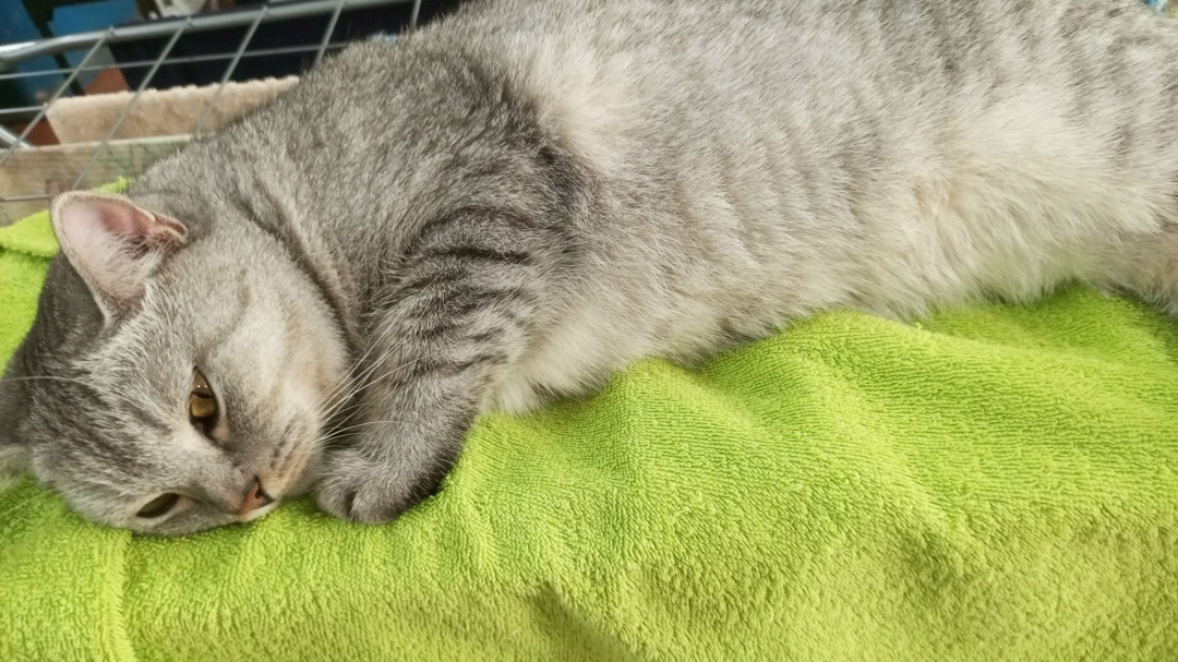 Пропала кошка в Чебоксарах — фото объявления