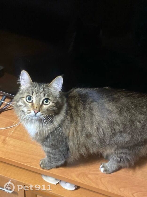 Пропала кошка в Чебоксарах — фото объявления