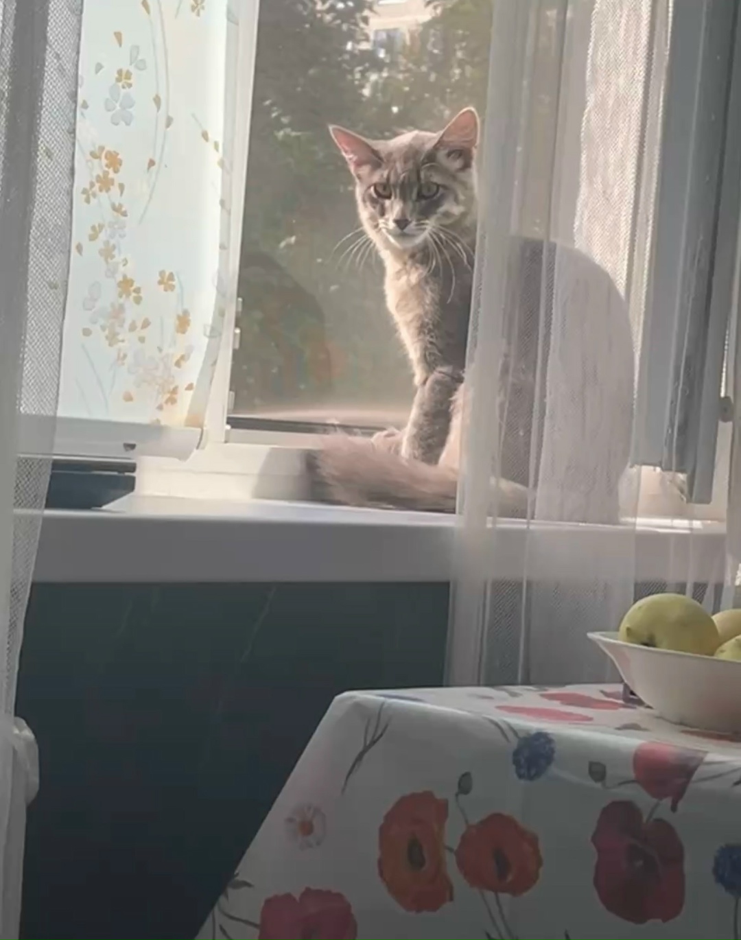 Пропала кошка в Чебоксарах — фото объявления