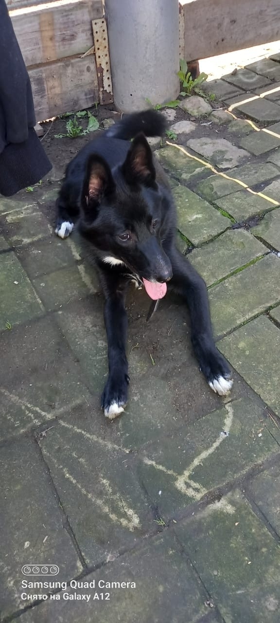 Найдена собака в Чебоксарах — фото объявления