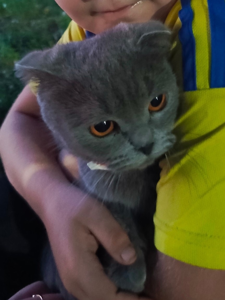 Найдена кошка в Чебоксарах — фото объявления