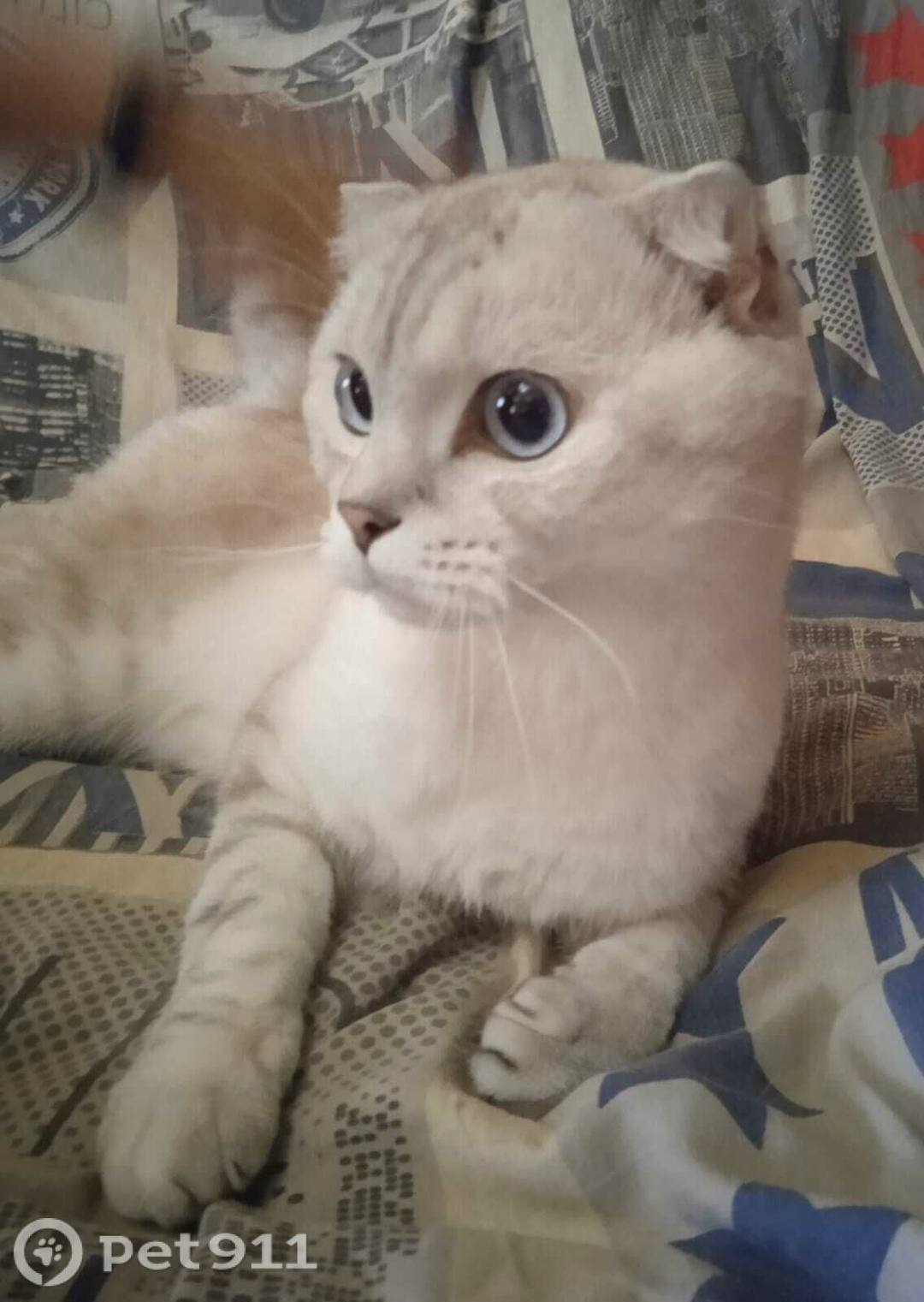 Найдена кошка в Чебоксарах — фото объявления