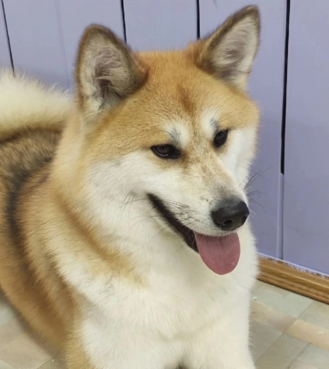 Пропала собака в Чебоксарах — фото объявления