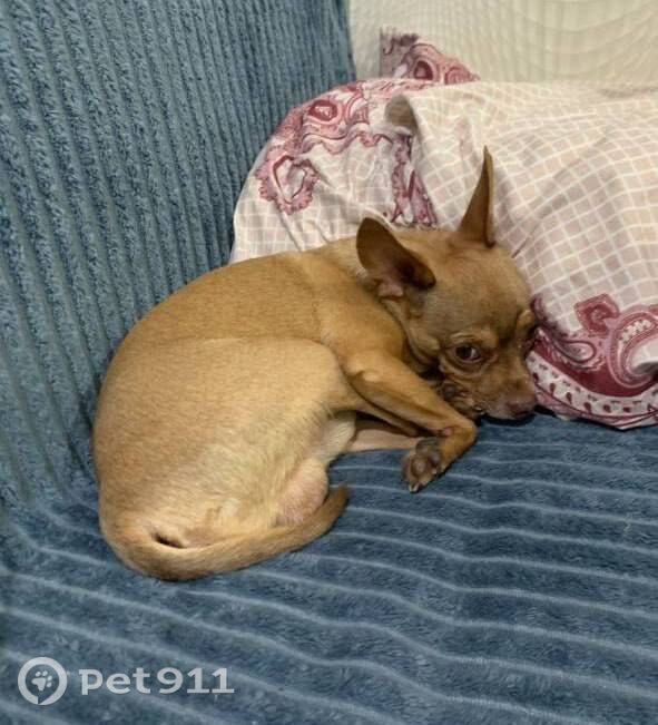 Пропала собака в Чебоксарах — фото объявления