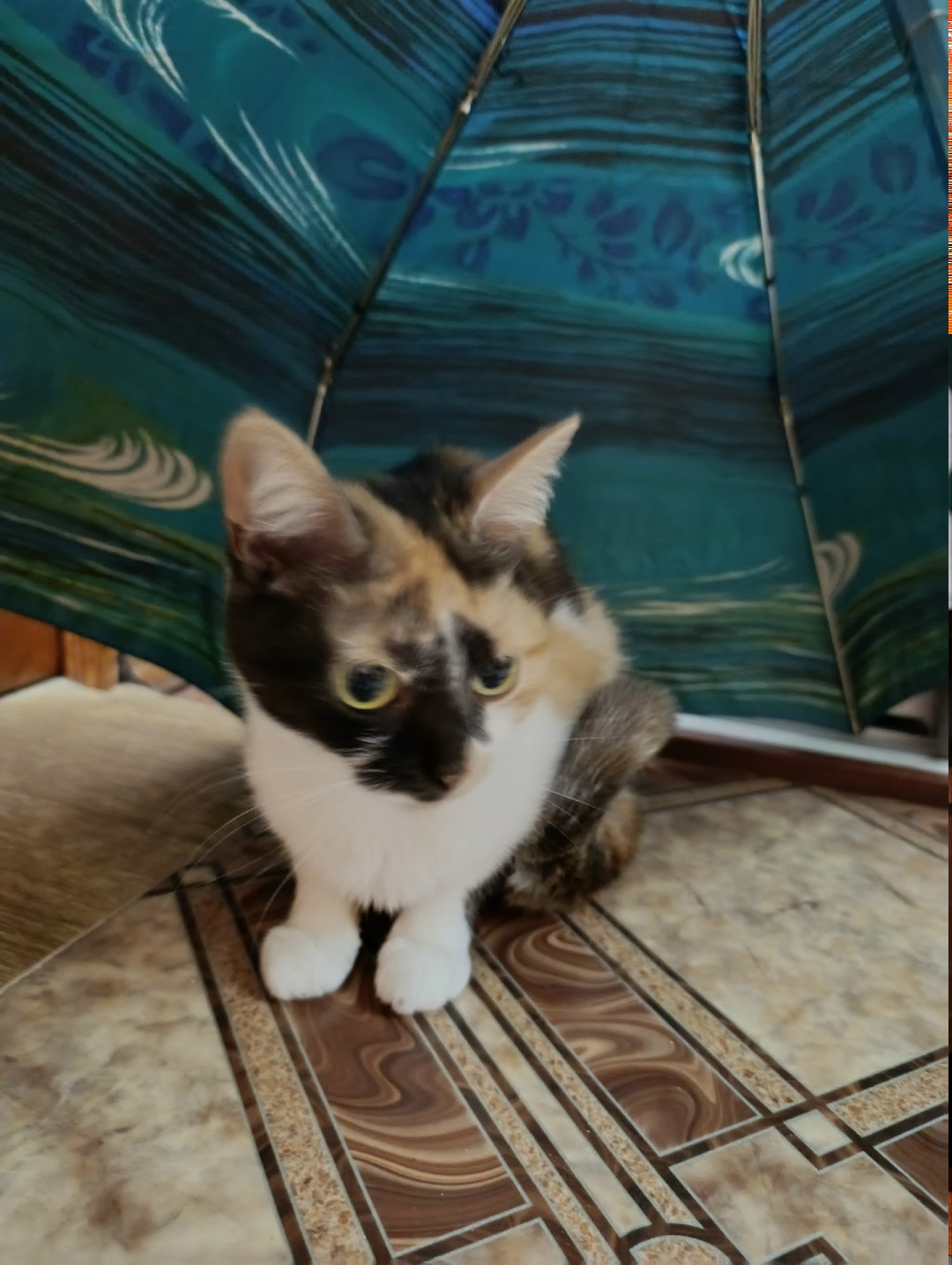 Найдена собака в Липецке — фото объявления