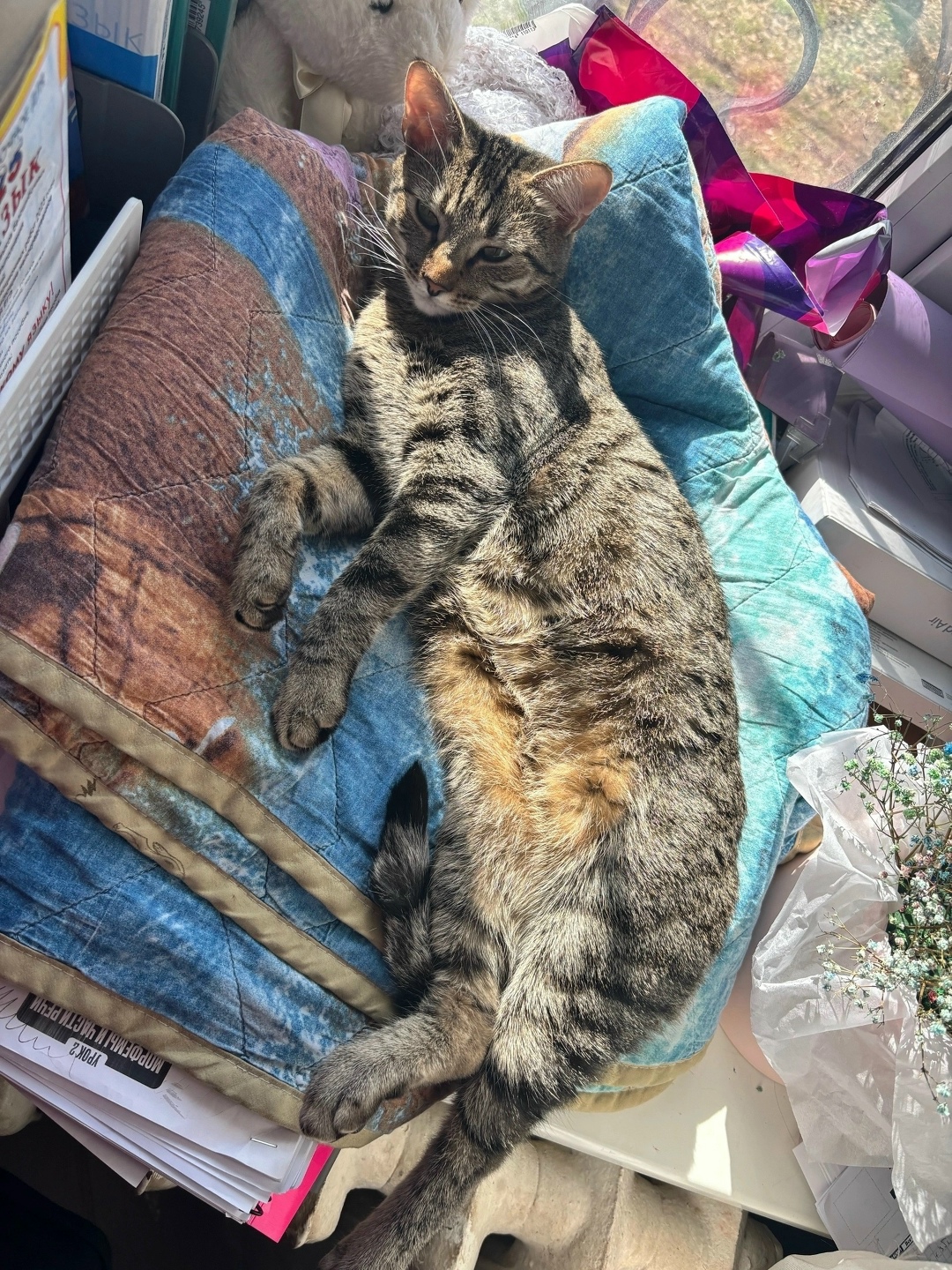 Найдена собака в Липецке — фото объявления