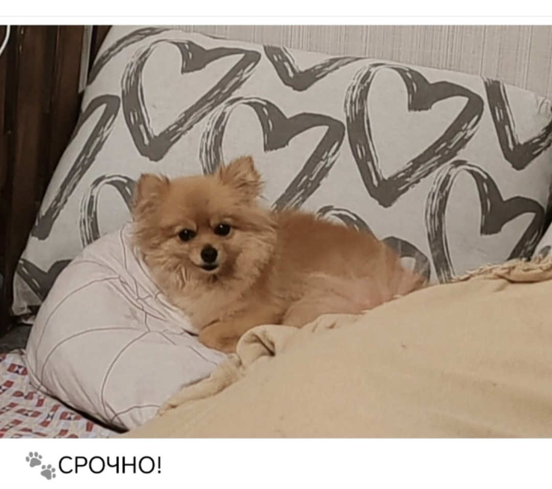 Найдена собака в Липецке — фото объявления